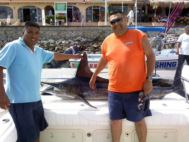  Striped marlin 